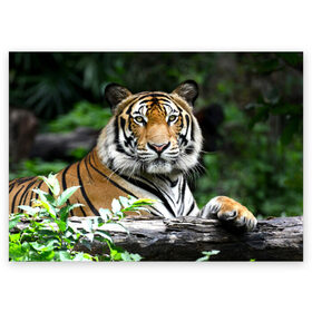 Поздравительная открытка с принтом Тигр в джунглях в Санкт-Петербурге, 100% бумага | плотность бумаги 280 г/м2, матовая, на обратной стороне линовка и место для марки
 | амурский | животные | зверь | киса | кот | котенок | кошка | тигр | хищник