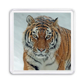 Магнит 55*55 с принтом Тигр в Санкт-Петербурге, Пластик | Размер: 65*65 мм; Размер печати: 55*55 мм | амурский | животные | зверь | киса | кот | котенок | кошка | тигр | хищник