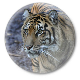 Значок с принтом Тигр в Санкт-Петербурге,  металл | круглая форма, металлическая застежка в виде булавки | Тематика изображения на принте: амурский | животные | зверь | киса | кот | котенок | кошка | тигр | хищник