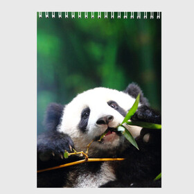 Скетчбук с принтом Панда на ветке в Санкт-Петербурге, 100% бумага
 | 48 листов, плотность листов — 100 г/м2, плотность картонной обложки — 250 г/м2. Листы скреплены сверху удобной пружинной спиралью | животные | лес | медведь | медвежонок | панда | природа