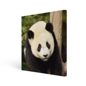 Холст квадратный с принтом Панда на дереве в Санкт-Петербурге, 100% ПВХ |  | животные | лес | медведь | медвежонок | панда | природа
