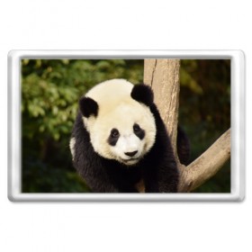Магнит 45*70 с принтом Панда на дереве в Санкт-Петербурге, Пластик | Размер: 78*52 мм; Размер печати: 70*45 | животные | лес | медведь | медвежонок | панда | природа