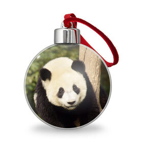 Ёлочный шар с принтом Панда на дереве в Санкт-Петербурге, Пластик | Диаметр: 77 мм | животные | лес | медведь | медвежонок | панда | природа