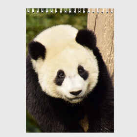 Скетчбук с принтом Панда на дереве в Санкт-Петербурге, 100% бумага
 | 48 листов, плотность листов — 100 г/м2, плотность картонной обложки — 250 г/м2. Листы скреплены сверху удобной пружинной спиралью | животные | лес | медведь | медвежонок | панда | природа