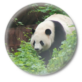 Значок с принтом Панда в лесу в Санкт-Петербурге,  металл | круглая форма, металлическая застежка в виде булавки | Тематика изображения на принте: животные | лес | медведь | медвежонок | панда | природа