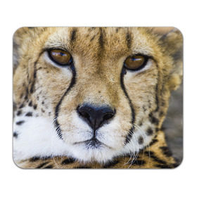 Коврик прямоугольный с принтом Гепард в Санкт-Петербурге, натуральный каучук | размер 230 х 185 мм; запечатка лицевой стороны | Тематика изображения на принте: амурский | гепард | животные | зверь | киса | кот | котенок | кошка | лев | леопард | пума | рысь | серый | тигр | тигренок | хищник