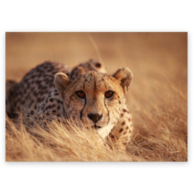 Поздравительная открытка с принтом Гепард в Санкт-Петербурге, 100% бумага | плотность бумаги 280 г/м2, матовая, на обратной стороне линовка и место для марки
 | амурский | гепард | животные | зверь | киса | кот | котенок | кошка | лев | леопард | пума | рысь | серый | тигр | тигренок | хищник