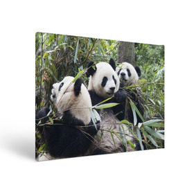 Холст прямоугольный с принтом Семейка панд в Санкт-Петербурге, 100% ПВХ |  | Тематика изображения на принте: бамбук | животное | зверь | косолапый | лес | медведи | медведь | миша | мишка | мишутка | млекопитающее | панда | природа | трое