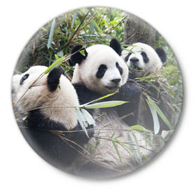 Значок с принтом Семейка панд в Санкт-Петербурге,  металл | круглая форма, металлическая застежка в виде булавки | бамбук | животное | зверь | косолапый | лес | медведи | медведь | миша | мишка | мишутка | млекопитающее | панда | природа | трое