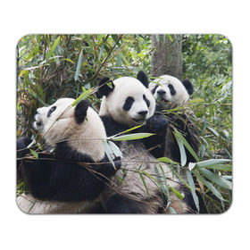 Коврик прямоугольный с принтом Семейка панд в Санкт-Петербурге, натуральный каучук | размер 230 х 185 мм; запечатка лицевой стороны | бамбук | животное | зверь | косолапый | лес | медведи | медведь | миша | мишка | мишутка | млекопитающее | панда | природа | трое