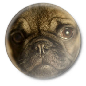 Значок с принтом Мопс в Санкт-Петербурге,  металл | круглая форма, металлическая застежка в виде булавки | бульдог | мопс | мопсик | мопсы | пес | песик | песики | собака | собаки | собачка