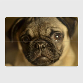 Магнитный плакат 3Х2 с принтом Мопс в Санкт-Петербурге, Полимерный материал с магнитным слоем | 6 деталей размером 9*9 см | бульдог | мопс | мопсик | мопсы | пес | песик | песики | собака | собаки | собачка