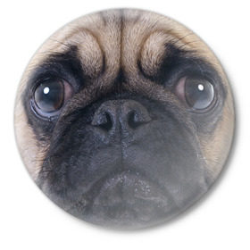 Значок с принтом Мопс в Санкт-Петербурге,  металл | круглая форма, металлическая застежка в виде булавки | бульдог | мопс | мопсик | мопсы | пес | песик | песики | собака | собаки | собачка
