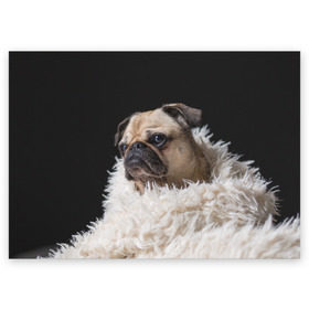 Поздравительная открытка с принтом Мопс в Санкт-Петербурге, 100% бумага | плотность бумаги 280 г/м2, матовая, на обратной стороне линовка и место для марки
 | Тематика изображения на принте: бульдог | мопс | мопсик | мопсы | пес | песик | песики | собака | собаки | собачка