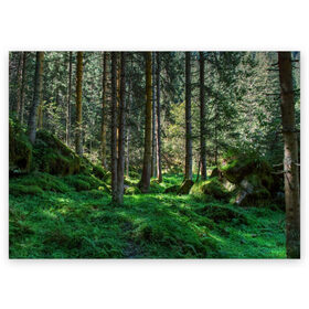Поздравительная открытка с принтом Темный лес в Санкт-Петербурге, 100% бумага | плотность бумаги 280 г/м2, матовая, на обратной стороне линовка и место для марки
 | бор | деревья | ель | ельник | заповедник | камни | красивый | лес | лето | мох | мрачный | прекрасный | природа | флора | чудесный