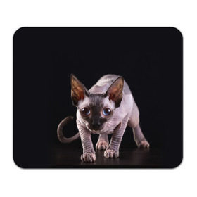 Коврик прямоугольный с принтом сфинкс в Санкт-Петербурге, натуральный каучук | размер 230 х 185 мм; запечатка лицевой стороны | cat | голубые глаза | кот | котик | котэ | кошка | сфинкс | черный
