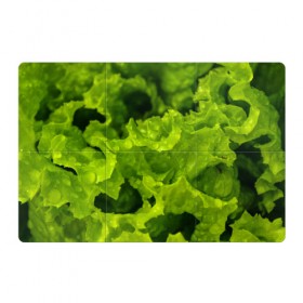 Магнитный плакат 3Х2 с принтом Зелень в Санкт-Петербурге, Полимерный материал с магнитным слоем | 6 деталей размером 9*9 см | Тематика изображения на принте: веган | зеленый | зелень | лето | овощи | салат | солнце | фрукты