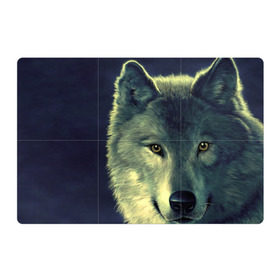 Магнитный плакат 3Х2 с принтом Серый волк в Санкт-Петербурге, Полимерный материал с магнитным слоем | 6 деталей размером 9*9 см | аука | бирюк | волк | волчара | волчица | волчок | глаза | животное | животные | зверь | зеленые | койот | млекопитающее | нос | санитар леса | серый | уши | фауна | фон | хищник | черный | шакал | шерсть