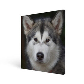 Холст квадратный с принтом Хаски в Санкт-Петербурге, 100% ПВХ |  | Тематика изображения на принте: волк | маламут | собака | хаски | щенок