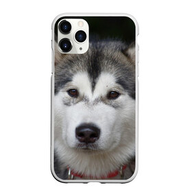 Чехол для iPhone 11 Pro матовый с принтом Хаски в Санкт-Петербурге, Силикон |  | волк | маламут | собака | хаски | щенок