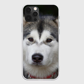 Чехол для iPhone 12 Pro Max с принтом Хаски в Санкт-Петербурге, Силикон |  | Тематика изображения на принте: волк | маламут | собака | хаски | щенок
