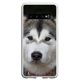 Чехол для Samsung Galaxy S10 с принтом Хаски в Санкт-Петербурге, Силикон | Область печати: задняя сторона чехла, без боковых панелей | Тематика изображения на принте: волк | маламут | собака | хаски | щенок