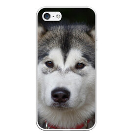 Чехол для iPhone 5/5S матовый с принтом Хаски в Санкт-Петербурге, Силикон | Область печати: задняя сторона чехла, без боковых панелей | волк | маламут | собака | хаски | щенок