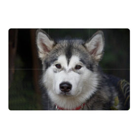 Магнитный плакат 3Х2 с принтом Хаски в Санкт-Петербурге, Полимерный материал с магнитным слоем | 6 деталей размером 9*9 см | волк | маламут | собака | хаски | щенок