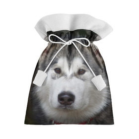 Подарочный 3D мешок с принтом Хаски в Санкт-Петербурге, 100% полиэстер | Размер: 29*39 см | Тематика изображения на принте: волк | маламут | собака | хаски | щенок
