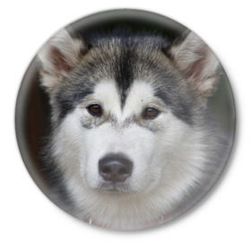 Значок с принтом Хаски в Санкт-Петербурге,  металл | круглая форма, металлическая застежка в виде булавки | волк | маламут | собака | хаски | щенок