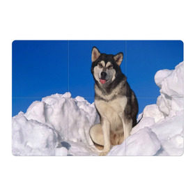 Магнитный плакат 3Х2 с принтом Аляскинский маламут в Санкт-Петербурге, Полимерный материал с магнитным слоем | 6 деталей размером 9*9 см | Тематика изображения на принте: аляска | горы | друг человека | животное | зима | красивая | ласка | пес | полярный круг | породистая собака | породы | северный полюс | снег | хаски | щенок