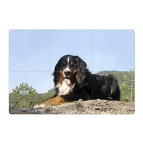 Магнитный плакат 3Х2 с принтом Бернский зенненхунд в Санкт-Петербурге, Полимерный материал с магнитным слоем | 6 деталей размером 9*9 см | голубое небо | друг человека | животное | красивая | милая | овчарка | пес | породистая собака | породы | прикольная | природа | рыжий | черный | щенок