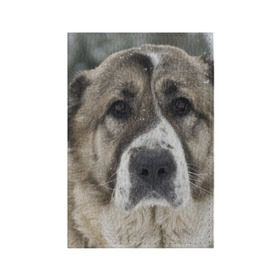 Обложка для паспорта матовая кожа с принтом САО (алабай) в Санкт-Петербурге, натуральная матовая кожа | размер 19,3 х 13,7 см; прозрачные пластиковые крепления | большая огромная | грозная | добрая | друг человека | животное | красивая | милая | пес | породистая собака | породы | прикольная | сао алабай | щенок