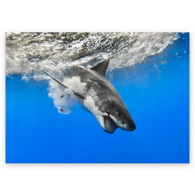 Поздравительная открытка с принтом Акула в Санкт-Петербурге, 100% бумага | плотность бумаги 280 г/м2, матовая, на обратной стороне линовка и место для марки
 | shark | море | синий | челюсти