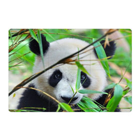 Магнитный плакат 3Х2 с принтом Панда в лесу в Санкт-Петербурге, Полимерный материал с магнитным слоем | 6 деталей размером 9*9 см | Тематика изображения на принте: бамбук | животное | медведь