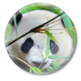 Значок с принтом Панда в лесу в Санкт-Петербурге,  металл | круглая форма, металлическая застежка в виде булавки | Тематика изображения на принте: бамбук | животное | медведь