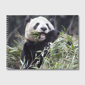 Альбом для рисования с принтом Панда кушает в Санкт-Петербурге, 100% бумага
 | матовая бумага, плотность 200 мг. | бамбук | животное | медведь