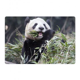 Магнитный плакат 3Х2 с принтом Панда кушает в Санкт-Петербурге, Полимерный материал с магнитным слоем | 6 деталей размером 9*9 см | бамбук | животное | медведь