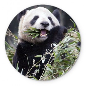Коврик круглый с принтом Панда кушает в Санкт-Петербурге, резина и полиэстер | круглая форма, изображение наносится на всю лицевую часть | бамбук | животное | медведь