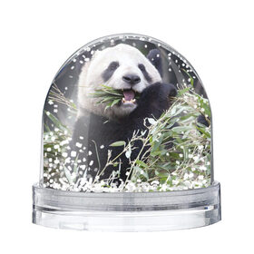 Снежный шар с принтом Панда кушает в Санкт-Петербурге, Пластик | Изображение внутри шара печатается на глянцевой фотобумаге с двух сторон | бамбук | животное | медведь