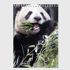 Скетчбук с принтом Панда кушает в Санкт-Петербурге, 100% бумага
 | 48 листов, плотность листов — 100 г/м2, плотность картонной обложки — 250 г/м2. Листы скреплены сверху удобной пружинной спиралью | бамбук | животное | медведь