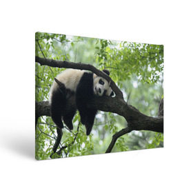 Холст прямоугольный с принтом Панда спит на ветке в Санкт-Петербурге, 100% ПВХ |  | Тематика изображения на принте: бамбук | животное | медведь