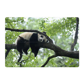 Магнитный плакат 3Х2 с принтом Панда спит на ветке в Санкт-Петербурге, Полимерный материал с магнитным слоем | 6 деталей размером 9*9 см | Тематика изображения на принте: бамбук | животное | медведь