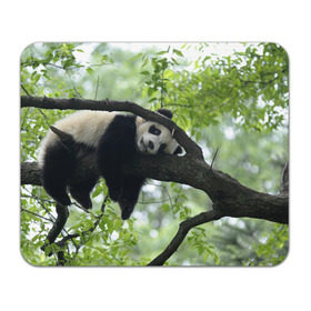 Коврик прямоугольный с принтом Панда спит на ветке в Санкт-Петербурге, натуральный каучук | размер 230 х 185 мм; запечатка лицевой стороны | бамбук | животное | медведь