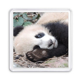 Магнит 55*55 с принтом Лапка панда в Санкт-Петербурге, Пластик | Размер: 65*65 мм; Размер печати: 55*55 мм | Тематика изображения на принте: бамбук | животное | медведь