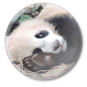 Значок с принтом Лапка панда в Санкт-Петербурге,  металл | круглая форма, металлическая застежка в виде булавки | бамбук | животное | медведь