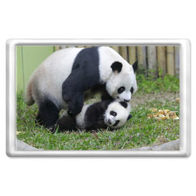 Магнит 45*70 с принтом Мамочка и сыночек панды в Санкт-Петербурге, Пластик | Размер: 78*52 мм; Размер печати: 70*45 | бамбук | животное | медведь
