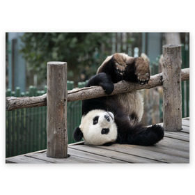 Поздравительная открытка с принтом Паркур панда в Санкт-Петербурге, 100% бумага | плотность бумаги 280 г/м2, матовая, на обратной стороне линовка и место для марки
 | бамбук | животное | медведь