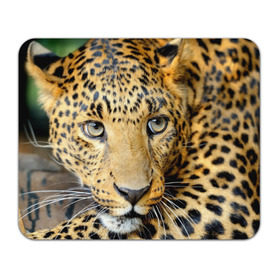 Коврик прямоугольный с принтом Леопард в Санкт-Петербурге, натуральный каучук | размер 230 х 185 мм; запечатка лицевой стороны | властелин | глаз | грация | животные | зверь | кот | кошачий | кошки | крупный | леопард | лес | млекопитающее | природа | пятна | рыжий | усатый | усы | фауна | флора | хищник | хозяин | царь джунгли