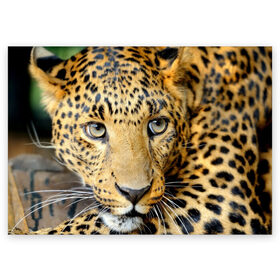 Поздравительная открытка с принтом Леопард в Санкт-Петербурге, 100% бумага | плотность бумаги 280 г/м2, матовая, на обратной стороне линовка и место для марки
 | властелин | глаз | грация | животные | зверь | кот | кошачий | кошки | крупный | леопард | лес | млекопитающее | природа | пятна | рыжий | усатый | усы | фауна | флора | хищник | хозяин | царь джунгли